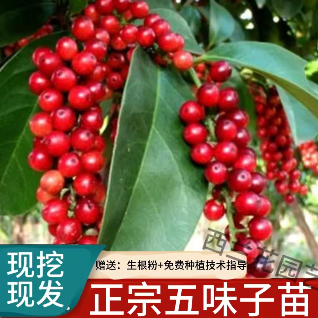 五味子树苗正宗中药材南北五味子苗庭院阳台盆栽地栽果树苗包活