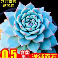 肉植物组合盆栽办公桌室内花卉多绿植面带盆肉肉新手办公桌蓝鸟