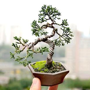 �زĸ�ԭ���ߗU�زİ���Ǥ����������С��ʯ�������԰،��辰����