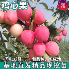 һ�����l�u�Ĺ������ϱ���ͥԺ�������ԷNֲ�޽Ӻ��Ĺ����O������