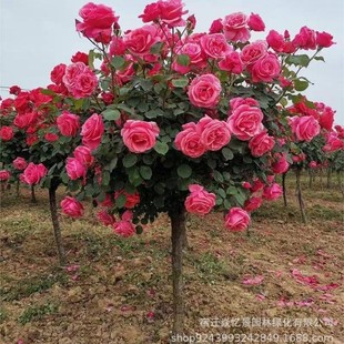 �޽Ә���¼��䘶�¼������Ϙ��҃�����ͥԺ�̨�󻨝����ļ��_��