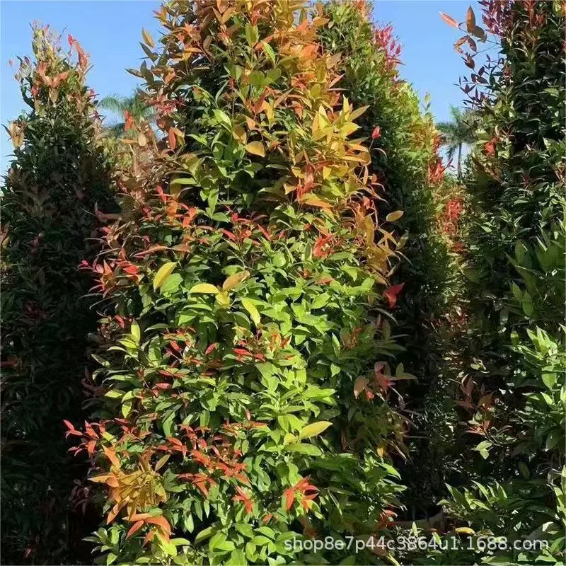 Красный автомобиль тип башни красный автомобиль красная ветка ПЕРСИК КРАСНЫЙ автомобиль саженец оптом высота 50-400 см