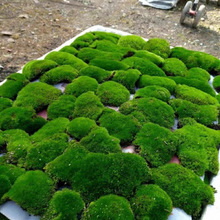 鲜活苔藓新鲜朵朵藓上水石植物假山草吸水石青苔盆景花盆铺面绿色