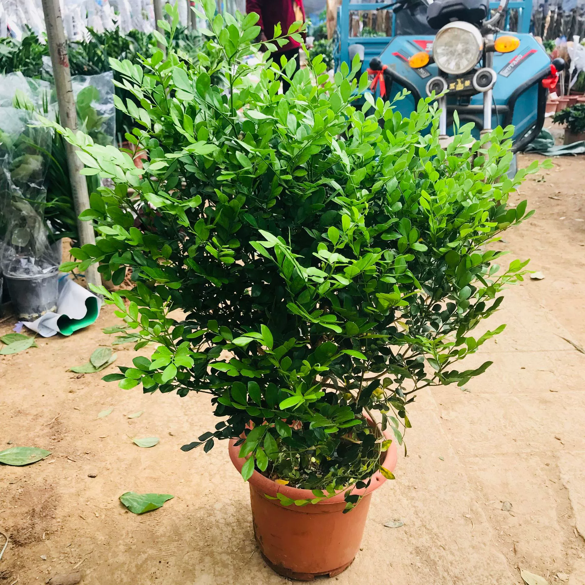 Теплица оптовые продажи зеленых растений горшечные растения Крытая гостиная балкон двор девять ароматных очистка воздуха Цветочные растения