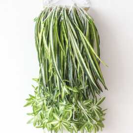 仿真吊兰壁挂 龙须草白边草兰花科 插花配草墙体背景装饰仿真植物