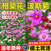 ļͨøɣNӲ˹ջͥԺҰMϲƺļ_N