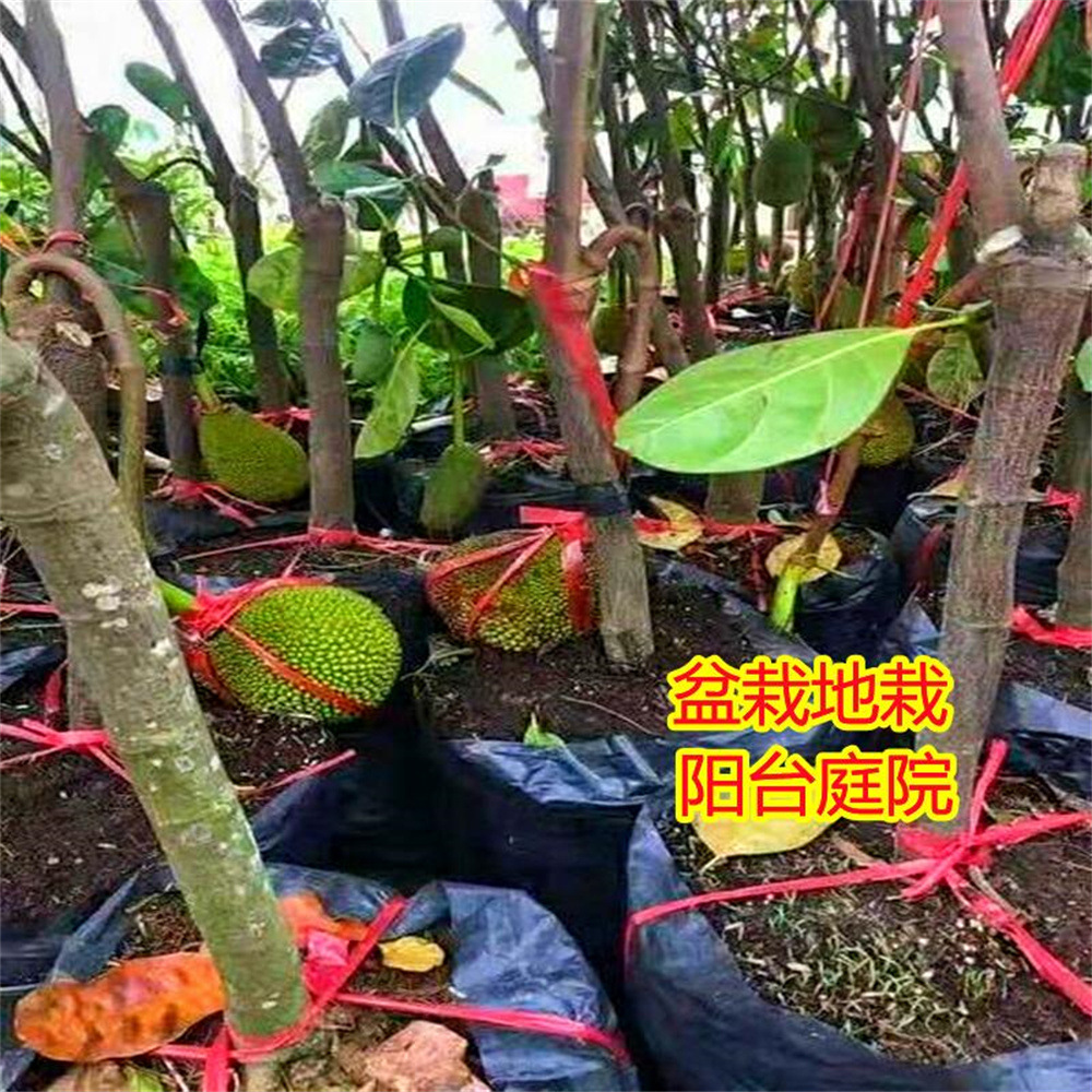 良种嫁接四季菠萝蜜果树苗马来西亚树菠萝苗泰国红肉菠萝树苗果苗
