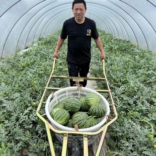 Household non-agricultural Jianhua agricultural machinery development push portable watermelon basket special trolley watermelon unicycle