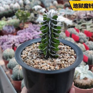 Hell's Magic Needle Real Shot 12-15cm Euphorbiaceae Strong Thorn Dragon Tree Sub-Along Wood Plant