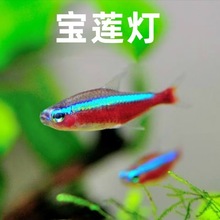 宝莲灯热带鱼红绿灯鱼观赏鱼草缸红莲灯鱼好养活体包活