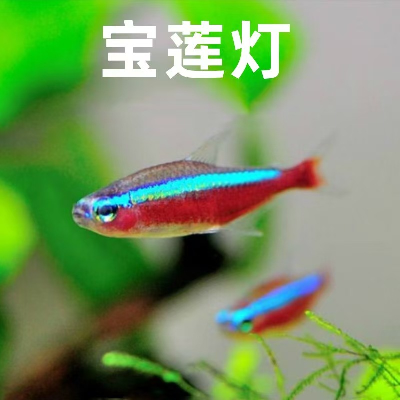 宝莲灯热带鱼红绿灯鱼观赏鱼草缸红莲灯鱼好养活体包活