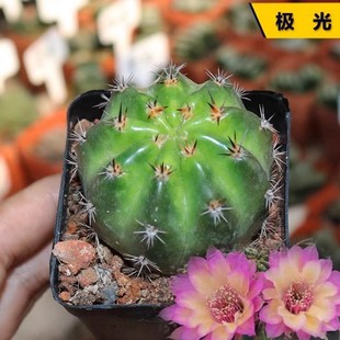 Aurora Lihua Genus Cactus Rare Refined and Gorgeous Beautiful Flower Qinhua Cactus Office