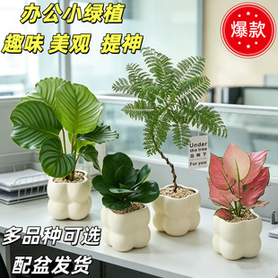 �k����ˮ��GֲС�辰�lؔ������ֲ���҃ȿ͏d���B����С���Ի���