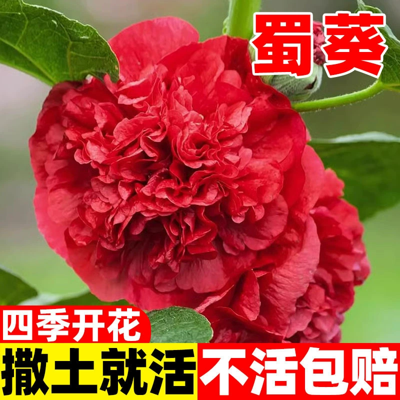 Семена двуцветкового мальвы, красный высокий персик и цветок мечты, мальва, двуцветковые горшечные морозостойкие семена