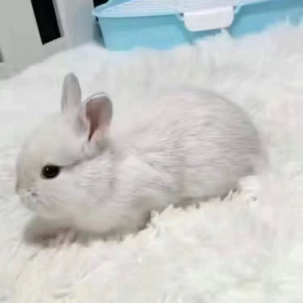 Frost White Bulk Rabbit