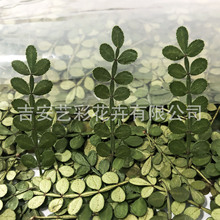 胡椒木青香木 干花压花材料押花相框贴花画写真植物造景diy素材包