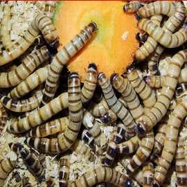 养殖场大量活的虫大麦虫卵面包虫大麦虫，供应多种特种昆虫卵