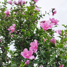 重瓣木槿花树苗盆栽浓香大花四季庭院篱笆植物耐寒花卉别墅风景树