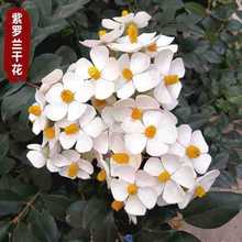 ���_�m�ɻ����^���滨���~��ˇ�����m���������仨��DIY���滨ˇ