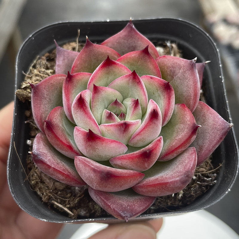 4~5cm 정도 불을 붙입니다. (검은색 사각형 플라스틱 화분이 배송이 더 쉽습니다.)