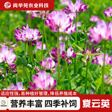 ӢNӼtݾGʷNBԴʳݷNӢݻ