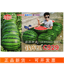 �X����C929���ϷN�ӻ�Ƥ�tȿ������������ش����������������