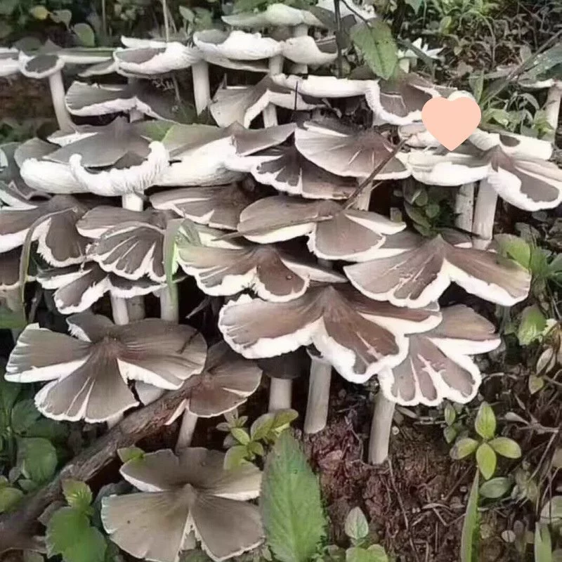 Высоковысокорослые семена трёхоломы матсутаке, трёхоломы асперсум и трёхоломы асператум для искусственного выращивания съедобных грибов.