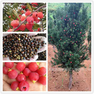 �t��ɼ�N���Ϸ��t��ɼɳ�����؁��t��ɼ�����N��ɳ�ؼt��ɼ��N��