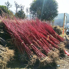 批发园林露地日本赤枫树苗街道工程赤枫树苗荒山造林苗圃绿化树苗