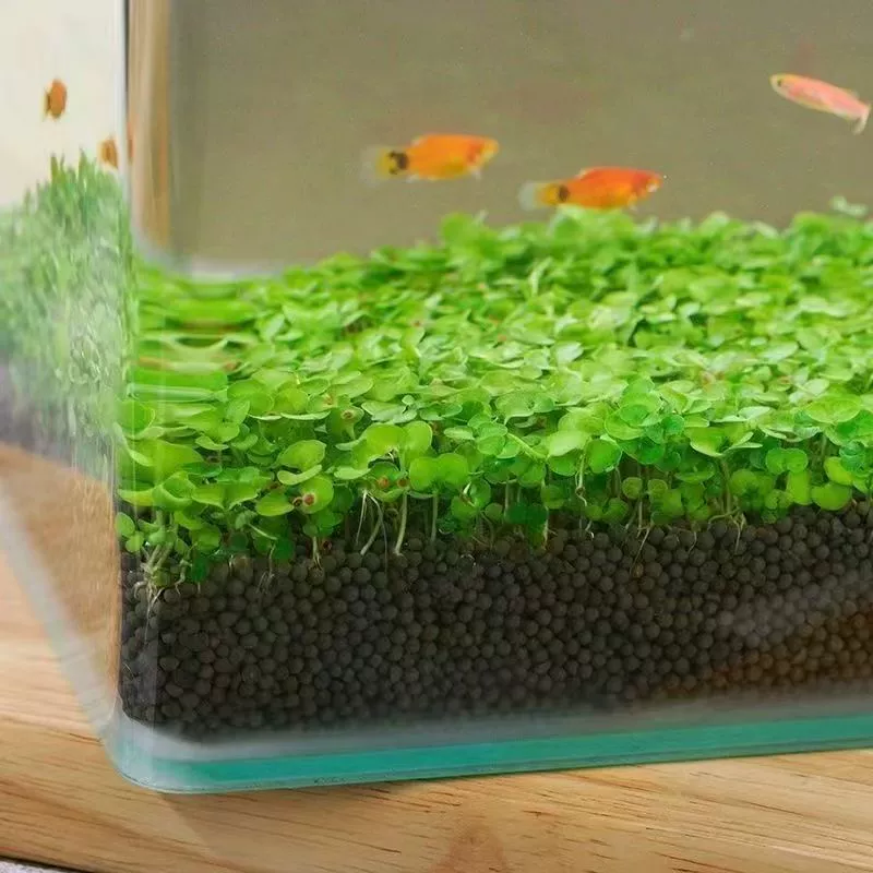 [水草种子水族生态增氧造景水族四季种植鱼缸小型家用小对叶]