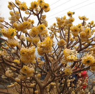 One Piece of Dropshipping Garden Plant Knot Fragrant Seedlings Knot Fragrant Flower Seedlings Knot Fragrant Large and Small Seedlings Gold Waist Bag Knotted Flower Dream Winter Flower Strong