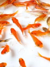 2P80�^�p�~С���~�ݽ��~����С�~��ˮ�~��ˮ�~��С���\����ˮ���~