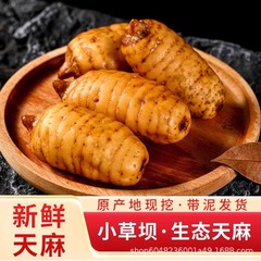 本場の雲南昭通の小さい草の堤の新鮮な天麻の野生の特級は今掘り出して高山烏天麻を発見して頭痛を治療します。