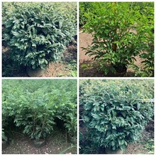 【红绒球花】_红绒球花品牌/图片/价格_红绒球花批发_阿里巴巴