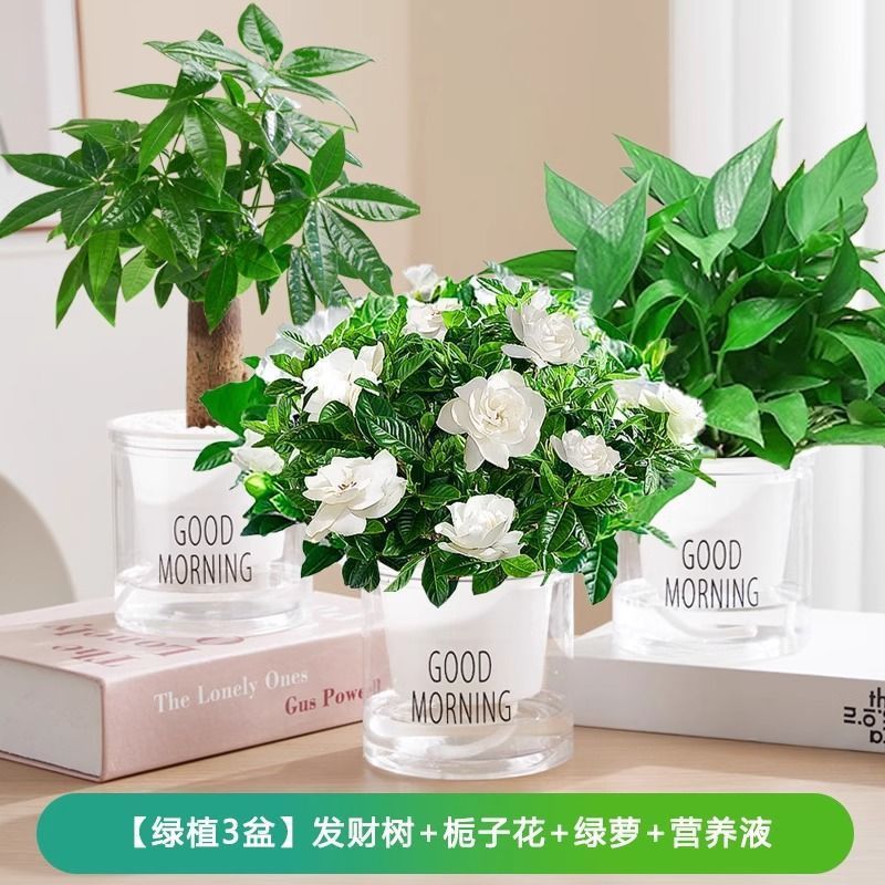 [관리하기 쉬운 화분 3개] 머니트리/치자나무/포토스