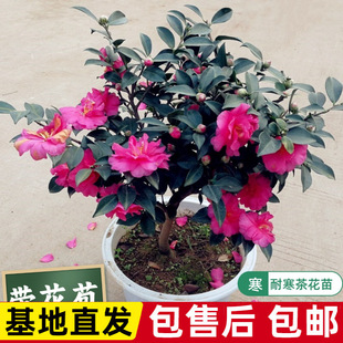 ���������ļ��t���Сõ��ؔ�񳯂}�Ϙ����羰�̨������