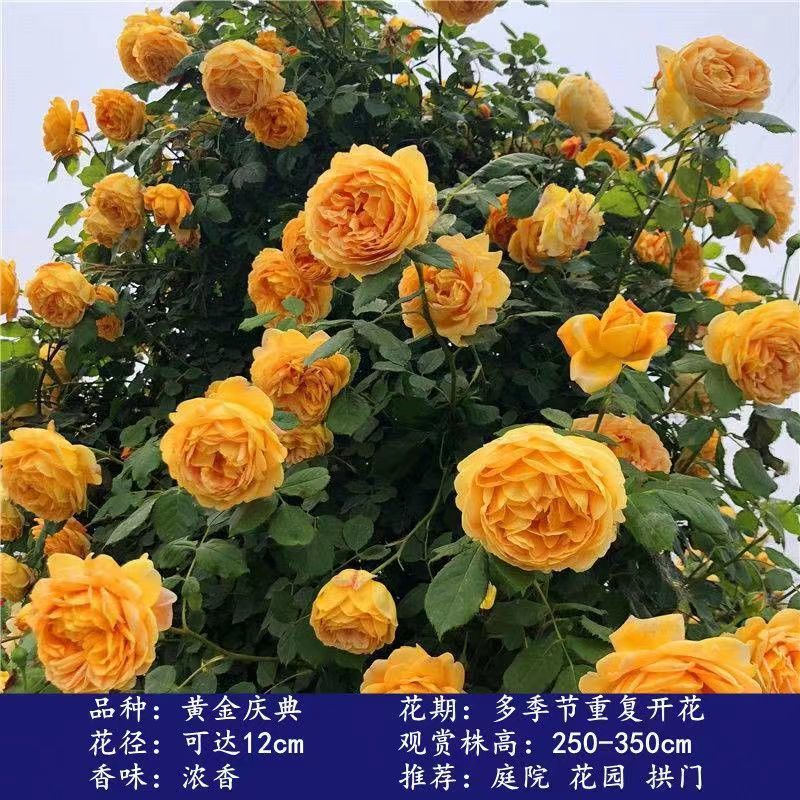 Flores de gran pila de rosas de rosa de temporada vieja, plantas de patio fragrantes, flores de balcón, flores de flores de rosa de rosa en todas las estaciones image 17
