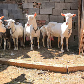 河南奶山羊  自养自销 高产12斤萨能奶山羊 农家养殖奶山羊 批发