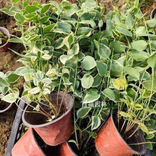 ���~�������ٹ��̵���С����������ֱ�N���l�r��@�ֹ��̵ر�