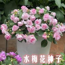 ˮ÷���N�ӷ����ذ��P�ɻ��N���ͺ������҃��̨ͥԺֲ���ļ��_��