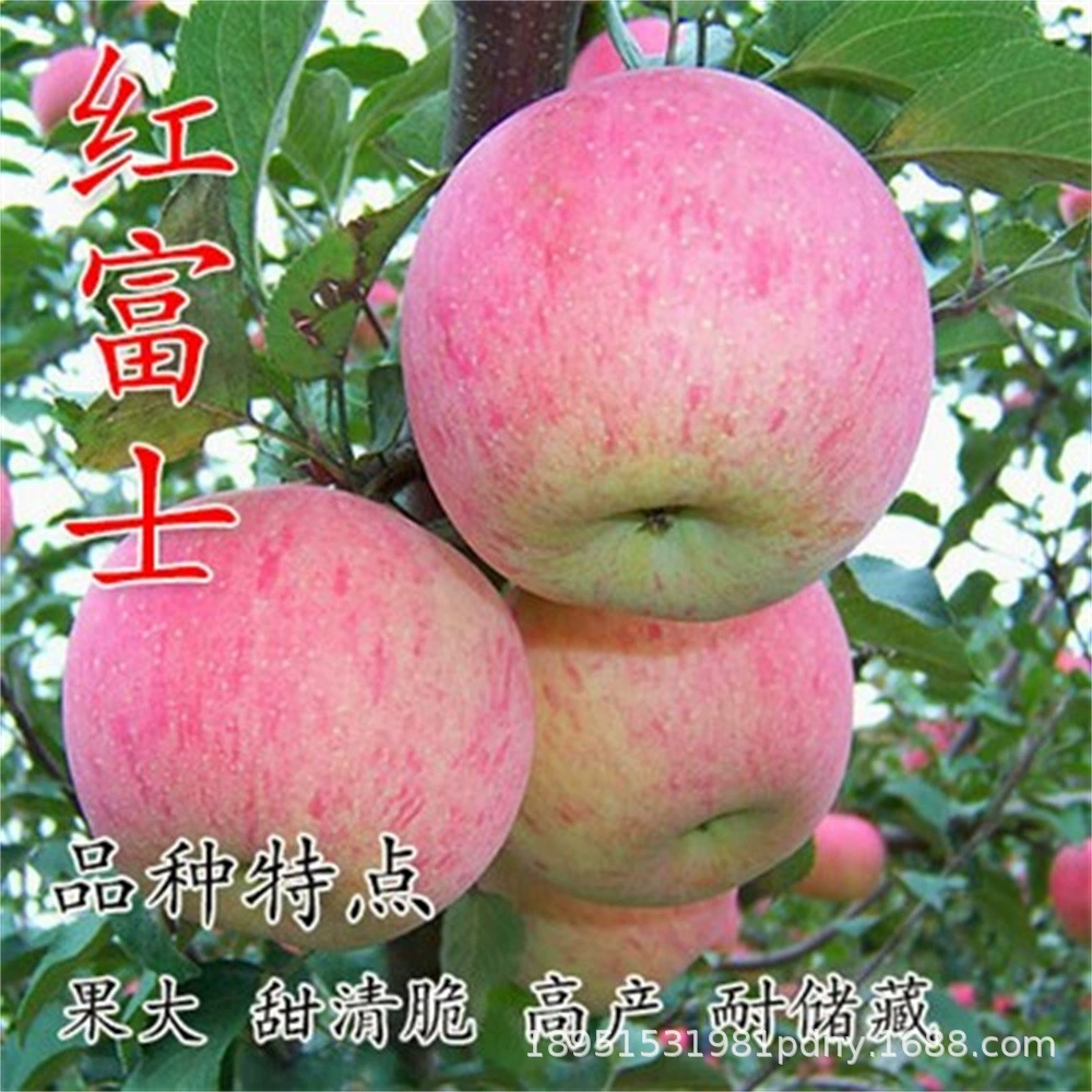 Новая Зеландия Рассада яблони Прививка Позднее созревание Azhen Fuji Apple Рассада Высокий ворс Хрустящий Сладкий Юг-Север Посадка Рассады фруктовых деревьев