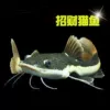 [23-24cm招财猫1条]