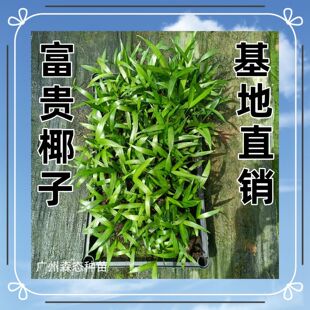 ���FҬ���҃����ԾGֲ ͥԺ���@·߅�G���Gֲ�@���L�����ļ�����