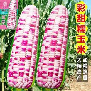 ��������Ŵ���׷N�Ӳ�ɫŴ�����ļ�ˮ���N�Ѵ���Ŵ���������FŴ��