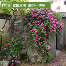 һ�����l��ɫ��ɳ��ʯ���������Nޱ��������ֲ���¼��ļ��_���¼�