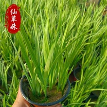 黄菖蒲黄花鸢尾水生花卉水草挺水植物鱼塘池塘绿化植物黄菖蒲小苗