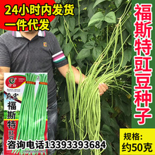 蓟宏福斯特豇豆种子 长豆角种子 中早熟顺直绿荚 抗逆适应性广