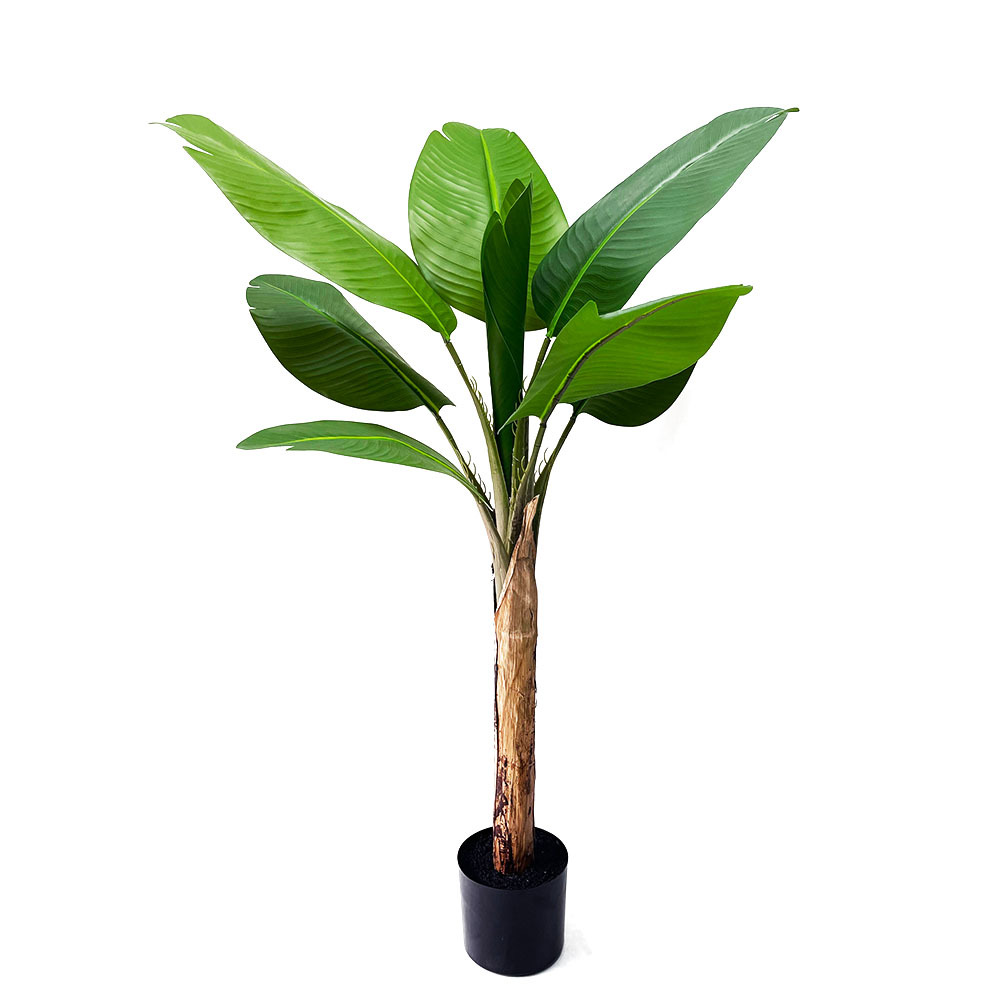 Altura del producto 120CM 8 hojas + 6 pulgadas maceta de goma negra