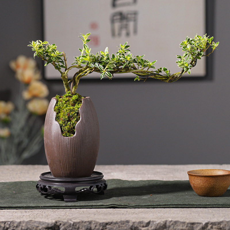 金边六月雪悬崖造型小盆栽植物办公桌面摆件室内开花盆景