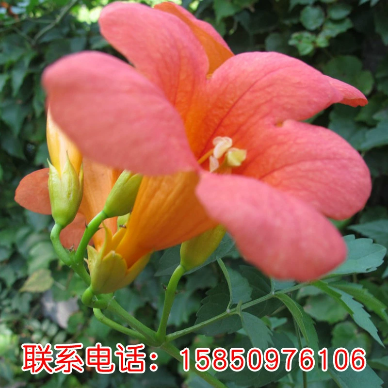 Оптовая Lingxiao Семена Вьющиеся семена растений виноградной лозы оптом мешок прорастания семена Lingxiao